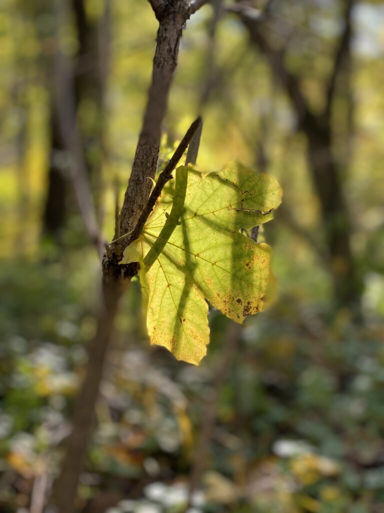 Herbst Beatrice Amberg